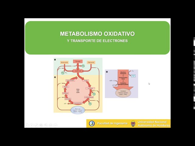 Metabolismo oxidativos y transporte de electrones (ciclo del ácido citrico y transporte e-)