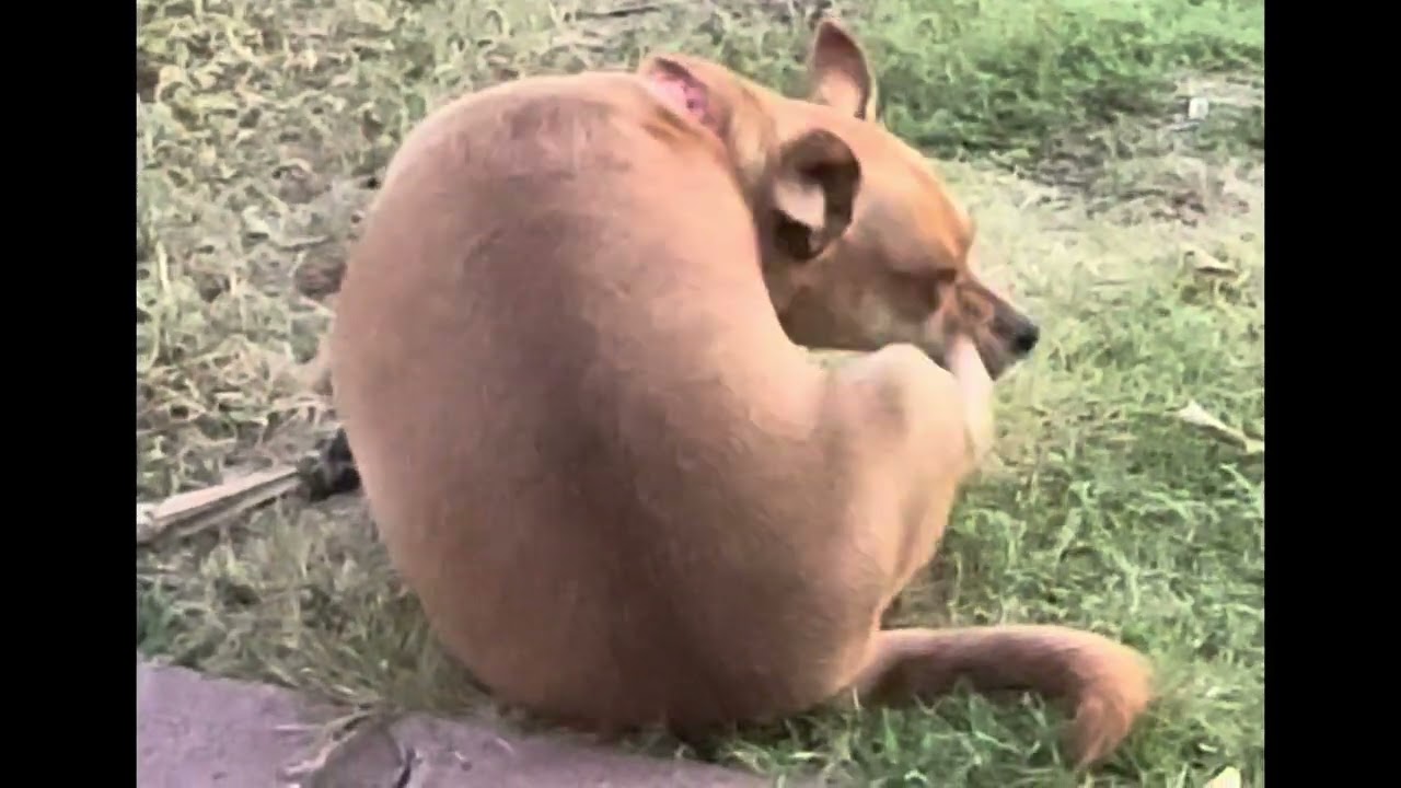 Enjoy This Pawsome Dog Scratching 