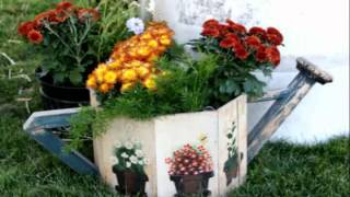 CHRYSANTHEMUM