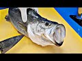 Sea Bass , 제철 농어 , 농어회 , 농어 회뜨기