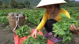 Harvesting Pumpkin Goes To Market Sell  Grind corn to feed fish and chickens | Nhất New Life