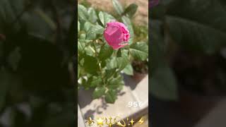 Добрый день.956🌞💃🏻🌛🪴🌹🤝