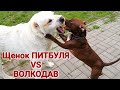 Щенок питбуля vs ВОЛКОДАВ. Собачья тусовка. Жизнь Спайка и Арчо