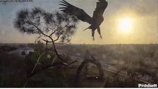 SWFL Eagles ~ E23 FLYING STRONG &amp; CONFIDENT! SEVEN Amazing FLIGHTS &amp; Returns To Nest! 💕 3.18.24