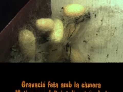 Vídeo: Com es diuen les erugues difuses negres i taronges?