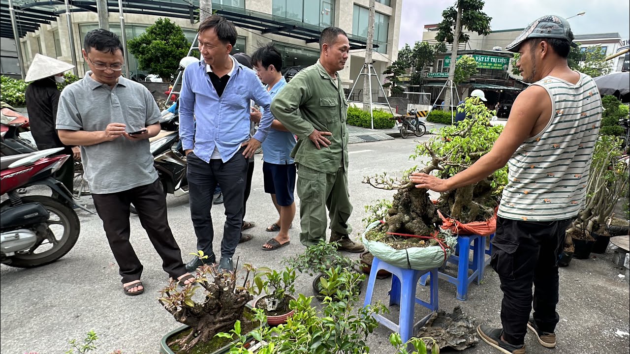 200K MÚC NGAY CÂY MUỘI HỒNG, CẮT LỖ SANH NAM ĐIỀN ĐẸP VẪN Ế