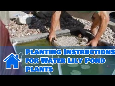 Care of Lilies : Planting Instructions for Water Lily Pond Plants