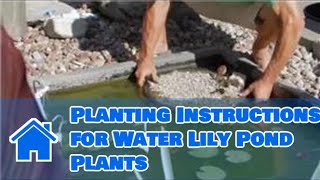 Different types of pond plants are inserted into their habitat in different ways. Get planting instructions for water lily pond plants with 