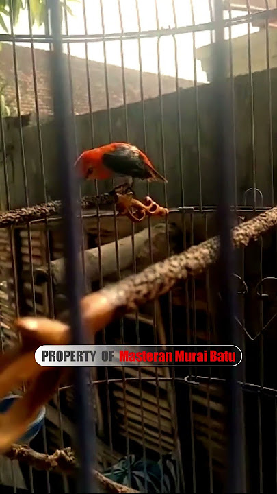 Gaya Tarung Burung Kemade Cabe Jawa #cabecabean #kemadegacor #shorts #shortsvideo