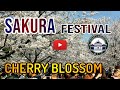 Sakura Festival | Cherry Blossoms | Wuhan University China