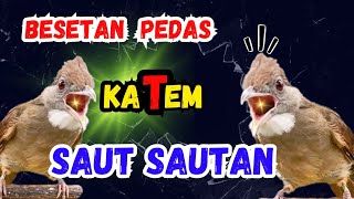 DAHSYAT sekali BESETAN KATEM, kapas tembak gacor, BUNYI KAPAS TEMBAK, masteran, KATEM GACOR