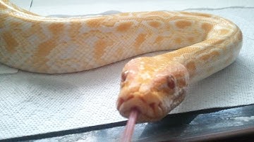 Labyrinth Albino Burmese Python (handling and feeding)