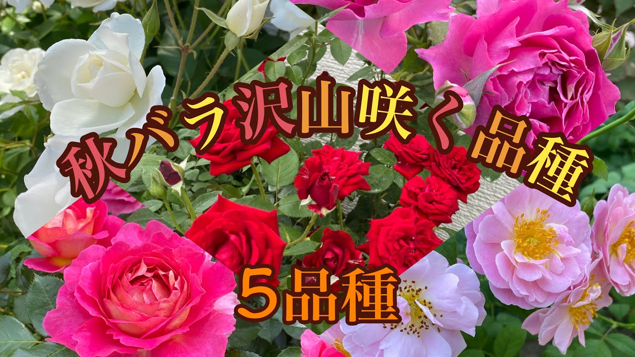 秋バラ沢山咲く品種】初心者様にもオススメです🌹 - YouTube