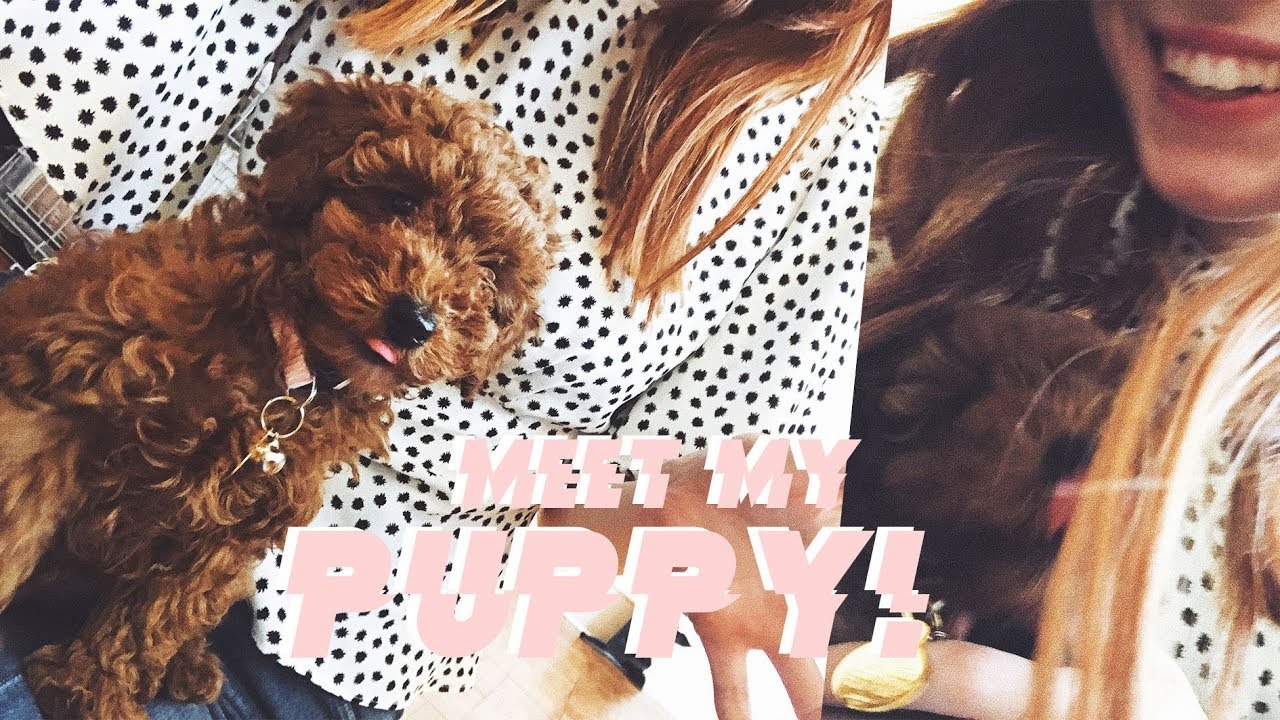 MEET MY PUPPY! | MsRosieBea