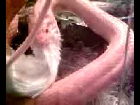 upload image epic corn snake eat mouse...