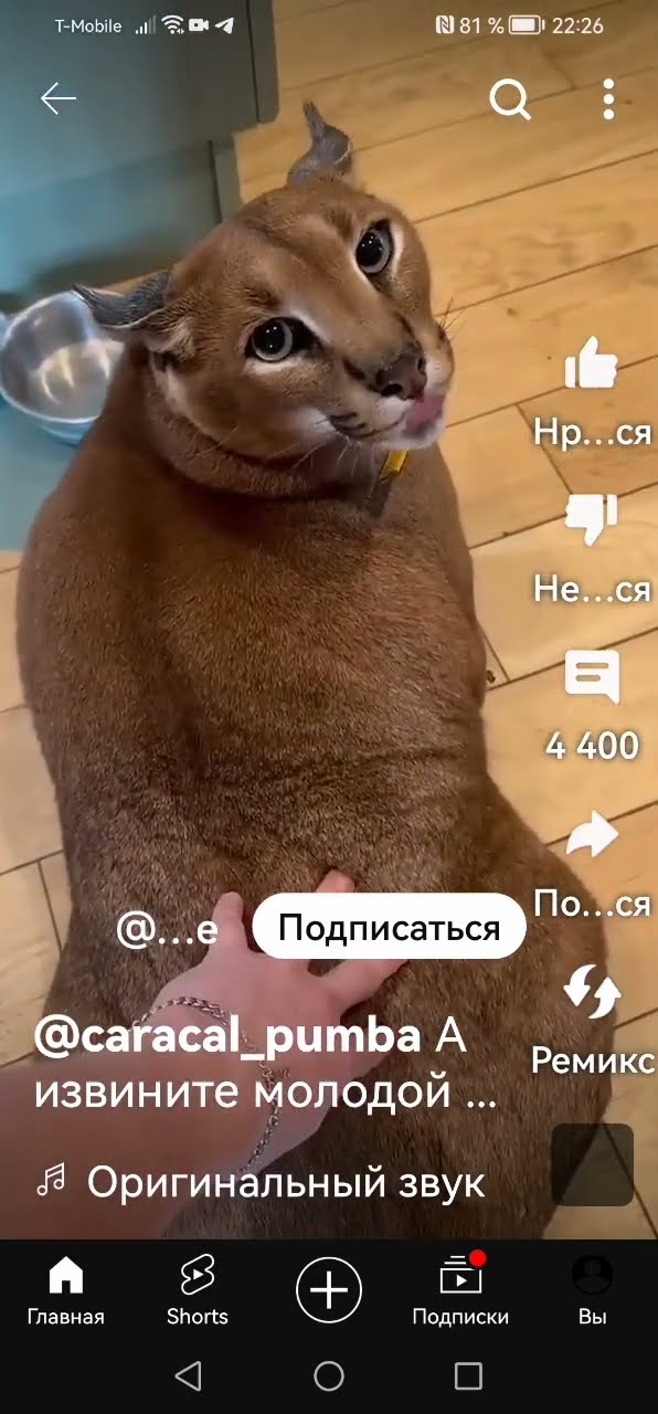 шлепа - YouTube