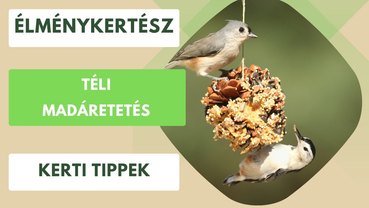 Téli madáretetés🐦‍⬛