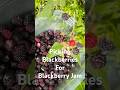 Picking Blackberries For Blackberry Jam Pick Berry Black Blackberry Jam Blackberryjam Veteran Picking Blackberries For Blackberry Jam Pick Berry Black Blackberry Jam Blackberryjam Veteran