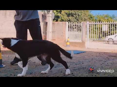 ROMILDO ADESTRADOR de cães