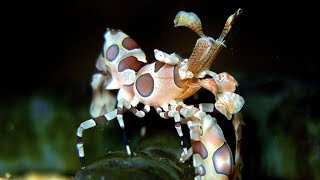 Facts: The Harlequin Shrimp