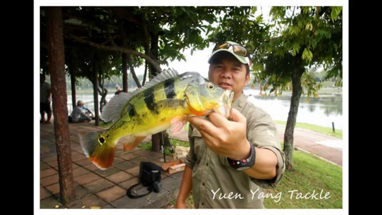 Casting Ikan Peacock Bass B16 101 Umpan Gila Youtube