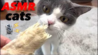 ASMR cats