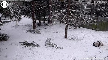 WEB EXTRA: Pandas Play In Snow at the National Zoo