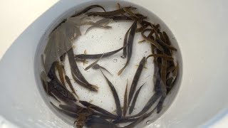 Fishing in a rural river in Japan. Lots of different kinds of loaches!!!!!