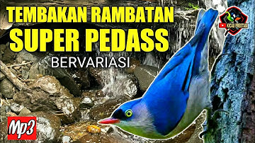 RAMBATAN PARUH MERAH GACOR TEMBAKAN RAPET PEDAS - MASTERAN MURAI BATU