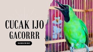 Download Lagu FULL Nembak Panjang-Panjang - Cucak Ijo Ngotot bongkar Isian Kasar MP3