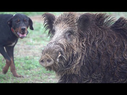 DEV Yaban Domuzu Avları, Muhteşem Köpekler ve Bitmeyen Aksiyon!