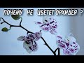 Почему Не Цветет Орхидея - Как Заставить Орхидею Цвести - Уход за Орхидеей