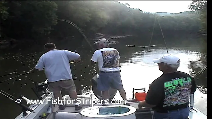 Cumberland River Striper