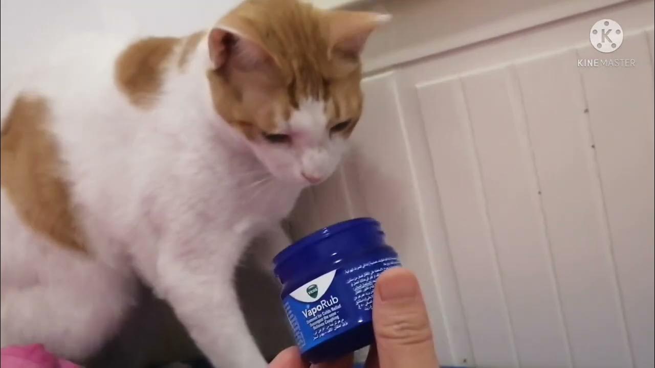 Furbebe kokeylukie why the cat doesn't like the smell of vicks vaporub