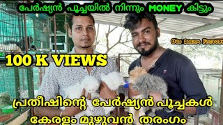 പേർഷ്യൻ പൂച്ചകൾ വളർത്തി വരുമാനം നേടാം ||Persian Cats||Our Dream Factory||