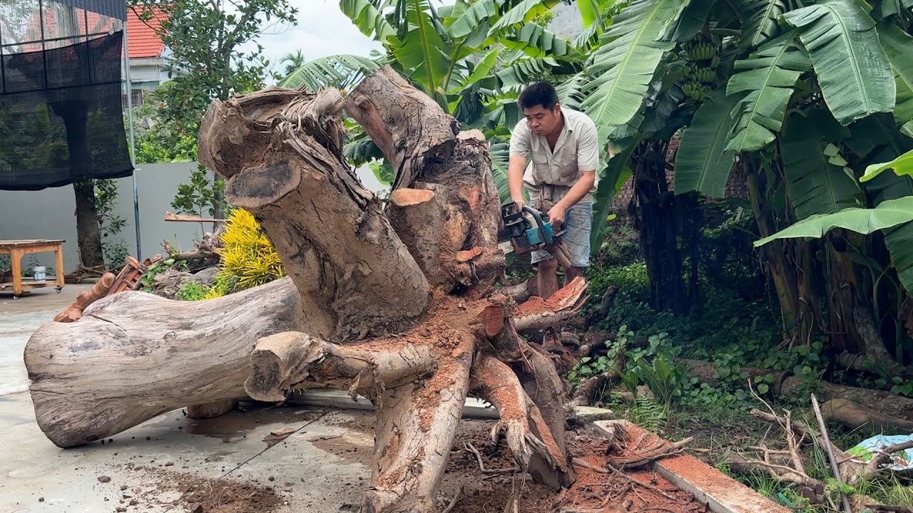Salvaged Grandeur: A Forgotten Tree Stump Is Transformed Into A Unique Coffee Table