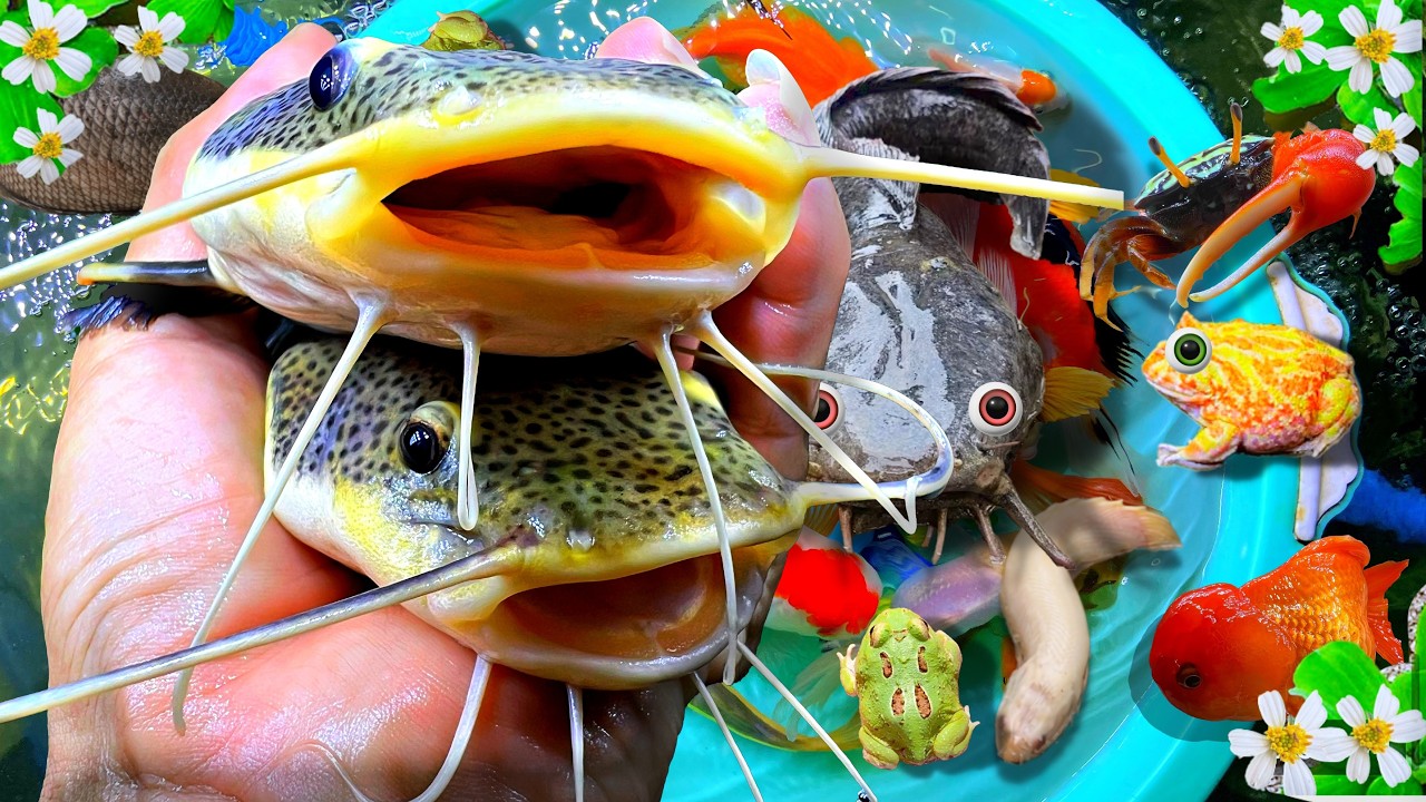 Catch Big Catfish, Catch Beautiful Aquarium Fish In Rain, Pencil Fish, Frog, Baby Turtle, Eels, Koi