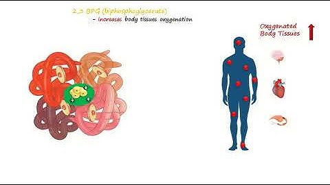 Biphosphoglycerate (or diphosphoglycerate) cycle in Red Blood Cell