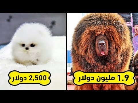 فيديو: أغلى سلالات الكلاب