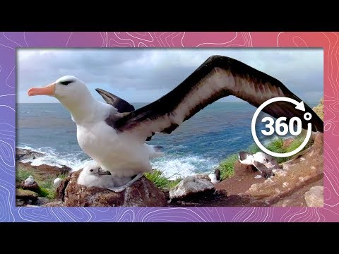 Black Browed Albatross Cares for Chick | Wildlife In 360 Virtual Reality