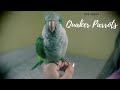 Quaker Parrot Tips