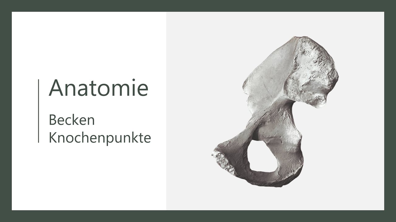 Becken, os coxae - Anatomie, Knochenpunkte - Basics!