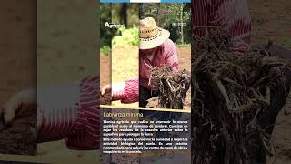 ¿Qué es la labranza mínima?