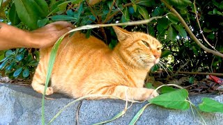 植込みの中にいた野良猫を撫でると喜んでスリスリしてカワイイ