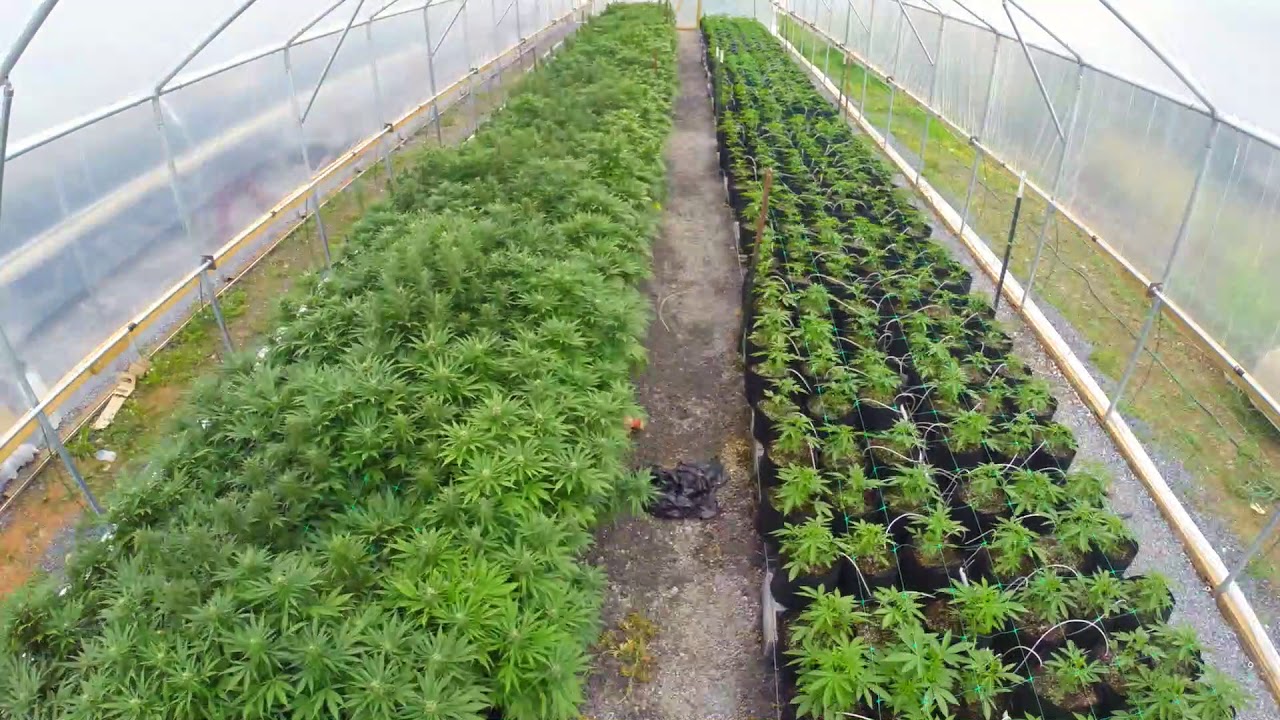 Gold Spectrum CBD Greenhouse Time-lapse