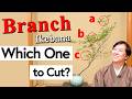 Which Branch Should You Cut?