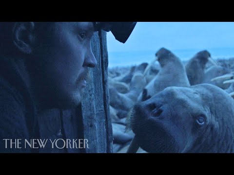 Melting Sea Ice Pushes Walruses to the Brink | Haulout | The New Yorker Documentary