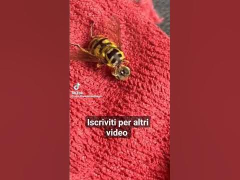 Ape senza testa - YouTube