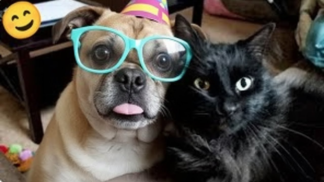 NEW Funny animals videos Funniest CATS and DOGS 2026 🤣