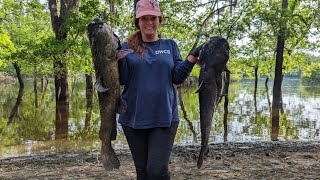 Limb Line Fishing Backwater!!! Catching GIANT Catfish using Bluegill Bream (Catch * Clean * Cook)